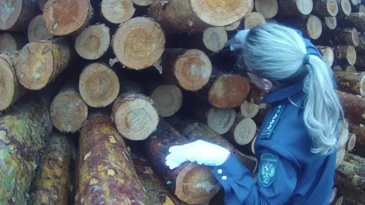 В Красноярском крае проверено свыше 6 млн кубометров древесины