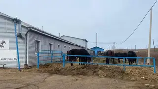 122 лошади живут в антисанитарных условиях в приюте "Мустанг" Емельяновского района