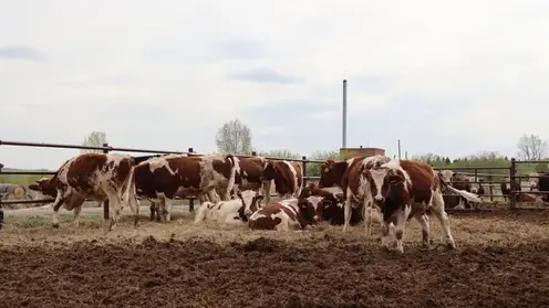 Ветераны СВО могут получить грант на развитие агробизнеса в Красноярском крае
