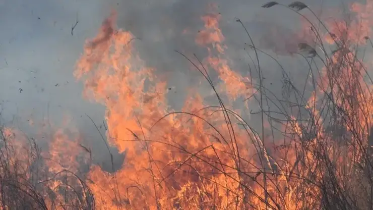 74-летняя пенсионерка и ее дочка оказали сопротивление пожарным, приехавшим тушить подожженную ими траву под Минусинском (видео)