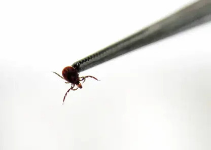Роспотребнадзор спрогнозировал уровень активности клещей в Красноярском крае в 2026 году