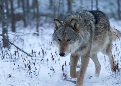 Охотникам Томской области будут платить по 30 тысяч рублей за отстрел волков