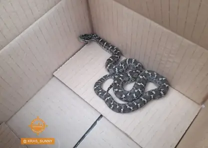 Жители Красноярска нашли в Солнечном змею