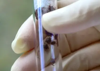 Активность клещей усиливается в Красноярском крае