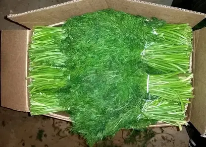 В Красноярск из Узбекистана завезли зелень, заражённую опасным трипсом