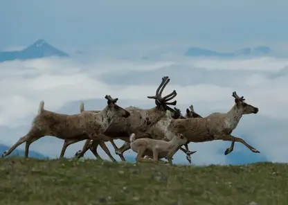 Две экспедиции для изучения подвида северного оленя проведут на Байкале