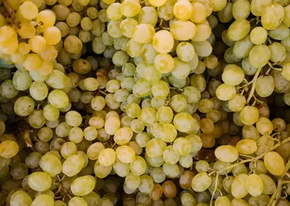 В краевом Роспотребнадзоре рассказали о пользе винограда