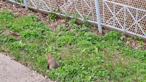 В Красноярске на Татышеве появился светофор для сусликов