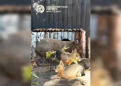 В Новосибирском зоопарке рассказали, что творится в вольере капибар
