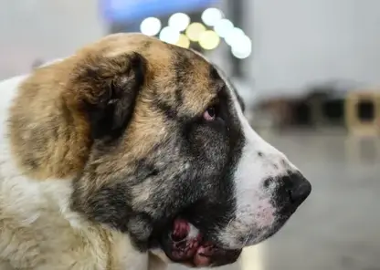 Домашний алабай напал на школьницу в Томской области