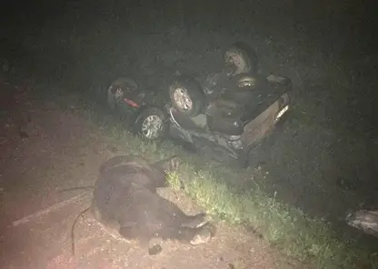 В Иркутской области столкнулись два автомобиля и медведь 
