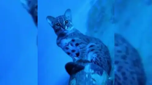 Редкие гости из Азии: в Новосибирском зоопарке показали ржаво-рыжих котов