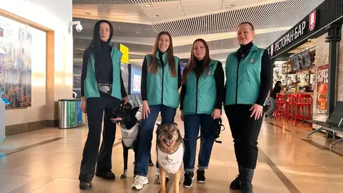 В красноярском аэропорту появились собаки эмоциональной поддержки