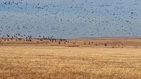 Гуся-гуменника убрали из Красной книги Забайкалья