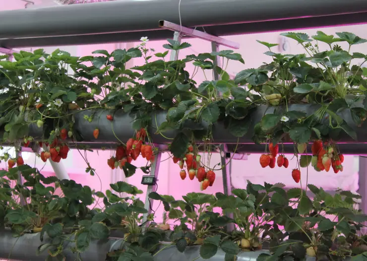 Как правильно мыть клубнику рассказали красноярцам в Роспотребнадзоре