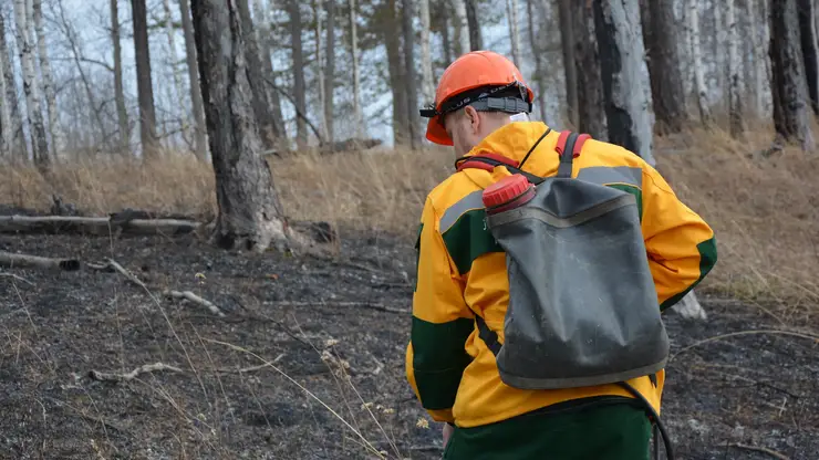 Более 900 лесных пожарных отрабатывают навыки борьбы со стихией в лесах Красноярского края