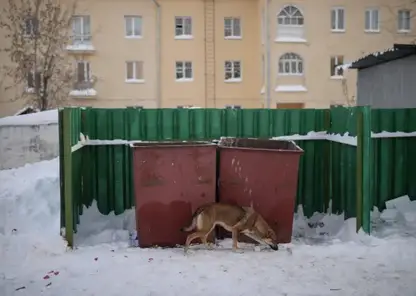 Глава СК РФ Александр Бастрыкин взял на контроль дело о безнадзорных собаках в Ачинске Красноярского Края