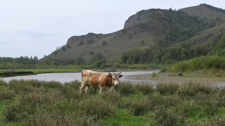 Забайкальским животноводам выделят 193,6 млн рублей на развитие мясного скотоводства