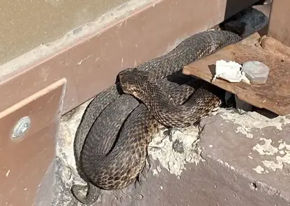Жители Красноярска встретили змею у подъезда на Карамзина, службы не спешат на вызов