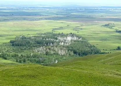 В Алтайском крае березовая роща стала природным памятником 