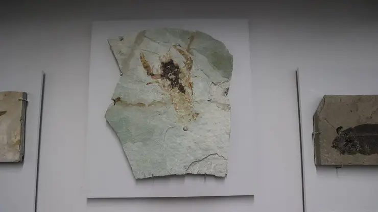 Выставка живших более 120 миллионов лет назад озерных обитателей открылась в Новосибирске