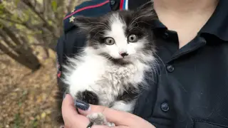В Красноярском крае полицейские спасли и приютили котёнка