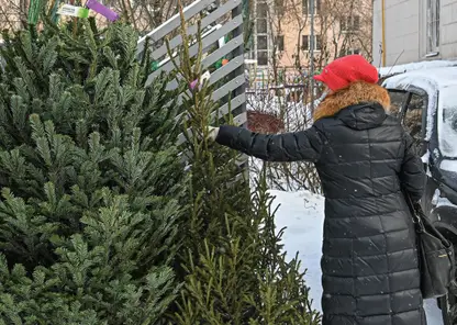 В Красноярском крае лесные инспекторы проверят ёлочные базары