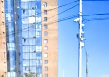 На месте ремонта труб в Красноярске выросло растение, похожее на коноплю