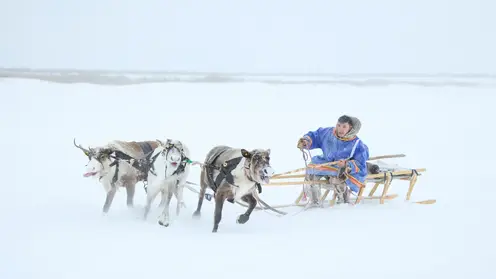 Оленеводы Таймыра получают свыше 90 миллионов рублей поддержки