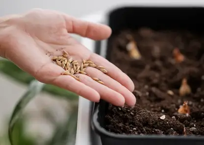 Семена несуществующих сортов выявили в интернет-магазине красноярского предпринимателя