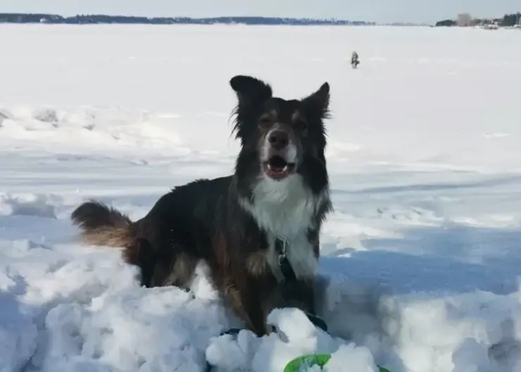 Собака лидера красноярских волонтеров Оксаны Василишиной обрела новый дом