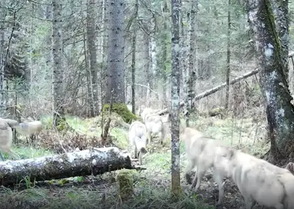 Самая крупная стая волков попала в фотоловушку на юге Красноярского края (видео)