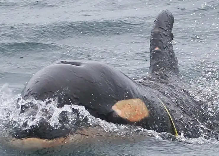 Попавшего в пластиковую петлю детеныша косатки заметили у берегов Камчатки