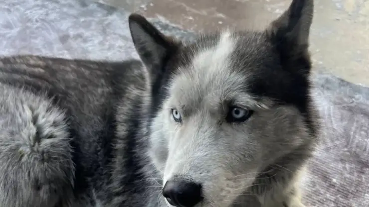 Тувинский Хатико: хаски больше года ждёт погибшего на СВО хозяина в аэропорту Кызыла