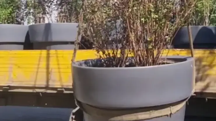 В Красноярске появились вазоны с яркими кустарниками