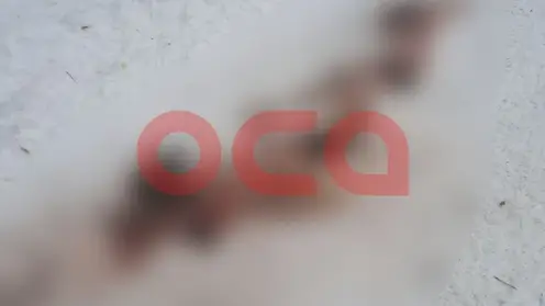 Свора бродячих собак растерзала косулю прямо в деревне под Ачинском