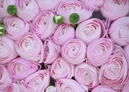 Красноярск вошел в десятку лидеров рейтинга миллионников по стоимости букета к 8 Марта