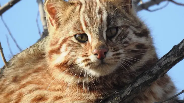 Редкого лесного кота засняли на дереве в Приморье