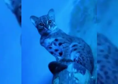 Редкие гости из Азии: в Новосибирском зоопарке показали ржаво-рыжих котов