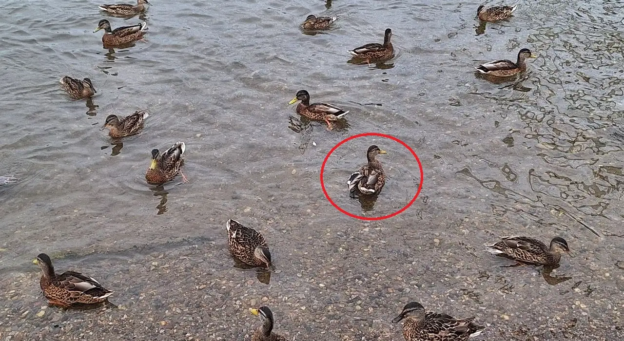 Фото: sibnovosti.ru