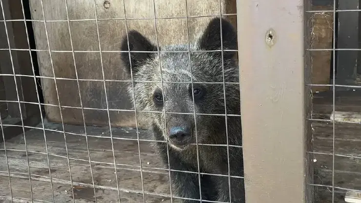 В Иркутской области медвежонок, оплакивающий мать на трассе, обрёл новый дом