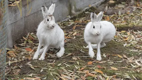 В красноярском «Роевом ручье» зайцы-беляки подготовились к зиме, сменив шубки