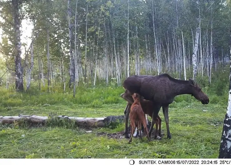 В Красноярском крае в заказнике «Арга» фотоловушка зафиксировала лосей и маралов