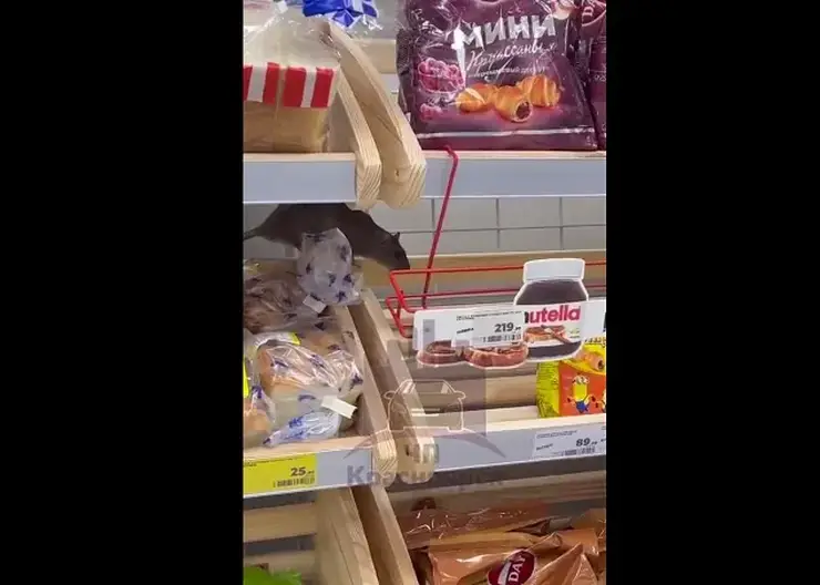 В Красноярске сняли на видео огромную крысу на полках с хлебом в «Магните»