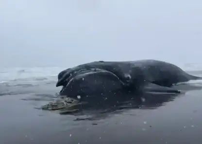 На Камчатке нашли мертвого японского кита