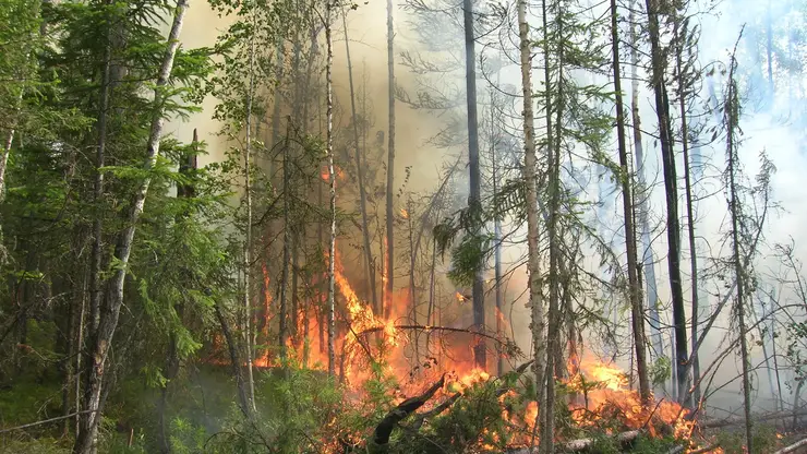 Ученые предупреждают об усилении пожаров в Сибири из-за глобального потепления