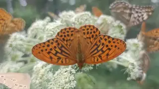 Редкое зрелище: рой бабочек-перламутровок засняли в Красноярском крае