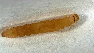 Красноярские специалисты нашли томатную моль в партии помидоров из Азии