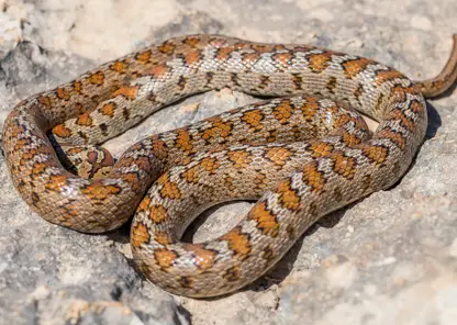 Красноярца укусила ядовитая змея на «Столбах»