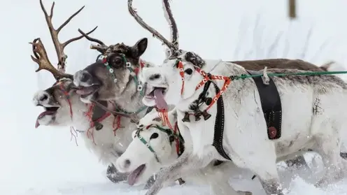 На севере Красноярского края дроны начали управлять оленями